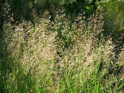 Rotes Straußgras (Agrostis capillaris) im Schwetzinger Hardt