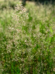 Rotes Straußgras (Agrostis capillaris) im Schwetzinger Hardt