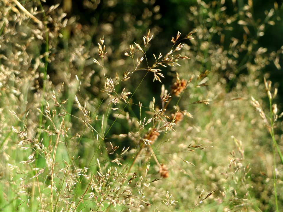 Rotes Straußgras (Agrostis capillaris) im Schwetzinger Hardt
