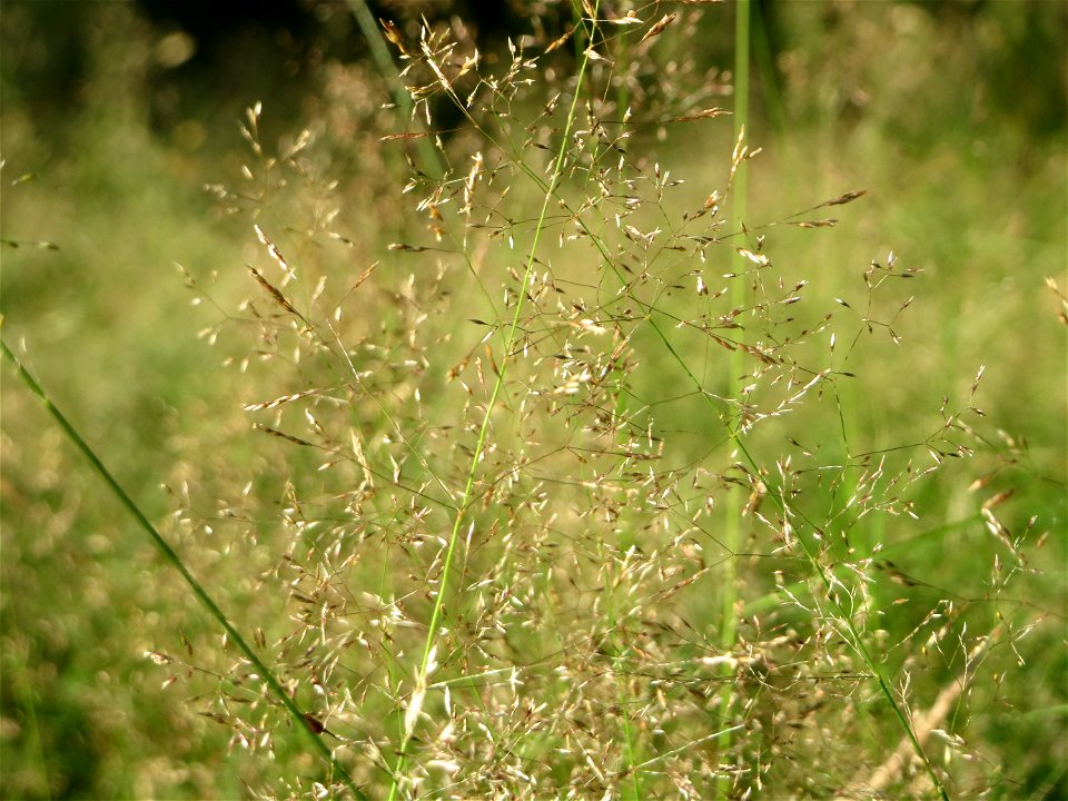 Rotes Straußgras (Agrostis capillaris) im Schwetzinger Hardt