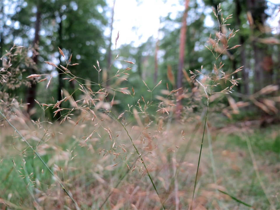 Rotes Straußgras (Agrostis capillaris) im Schwetzinger Hardt