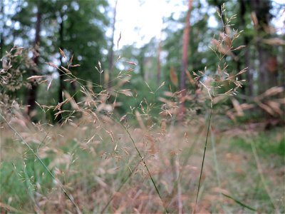 Rotes Straußgras (Agrostis capillaris) im Schwetzinger Hardt photo