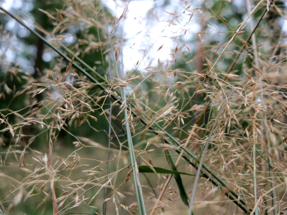 Rotes Straußgras (Agrostis capillaris) im Schwetzinger Hardt