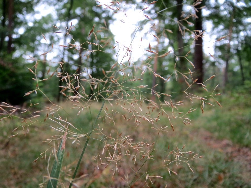 Rotes Straußgras (Agrostis capillaris) im Schwetzinger Hardt