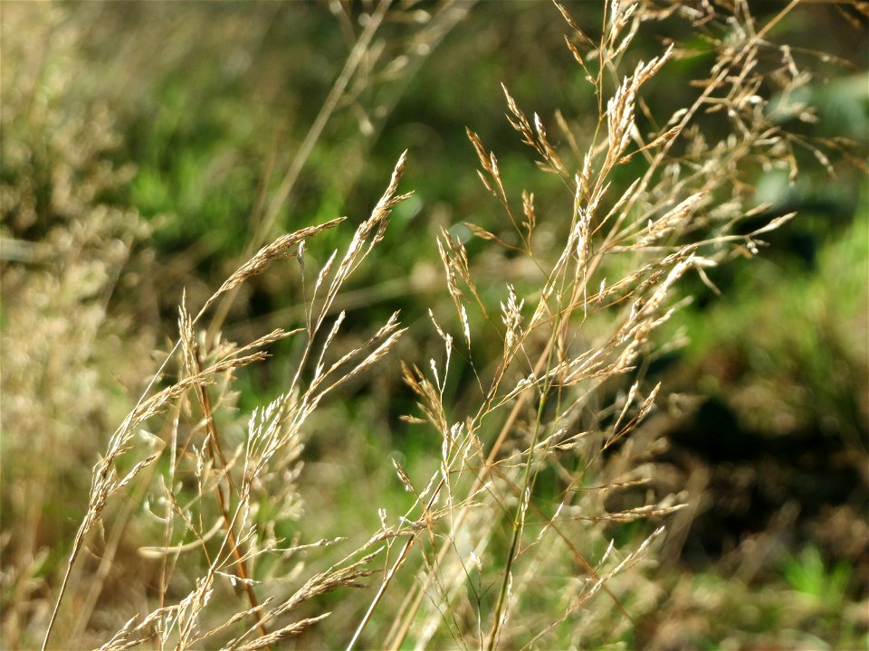 Rotes Straußgras (Agrostis capillaris) im Schwetzinger Hardt