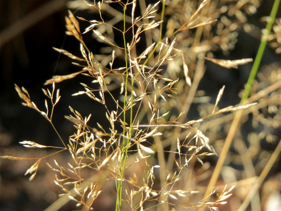 Rotes Straußgras (Agrostis capillaris) im Schwetzinger Hardt