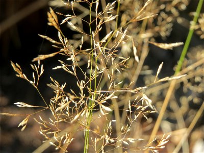 Rotes Straußgras (Agrostis capillaris) im Schwetzinger Hardt