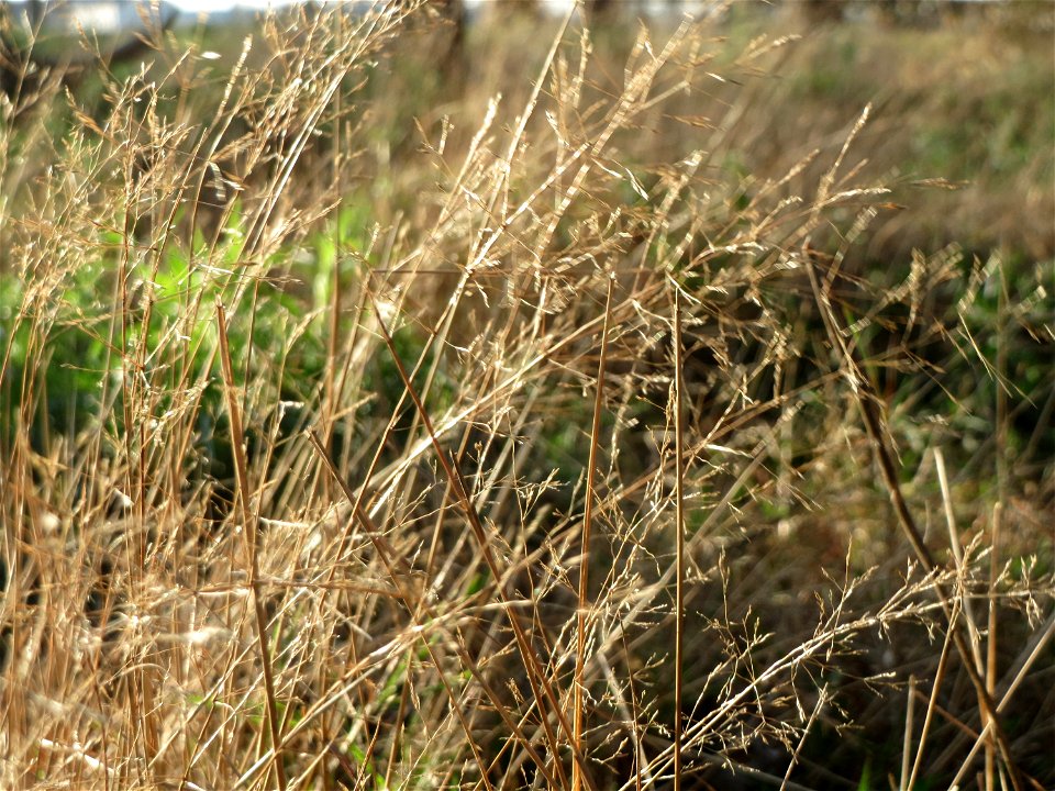 Rotes Straußgras (Agrostis capillaris) im Schwetzinger Hardt