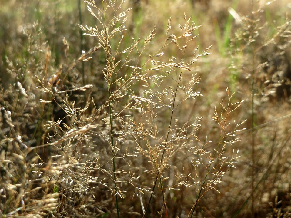 Rotes Straußgras (Agrostis capillaris) im Schwetzinger Hardt
