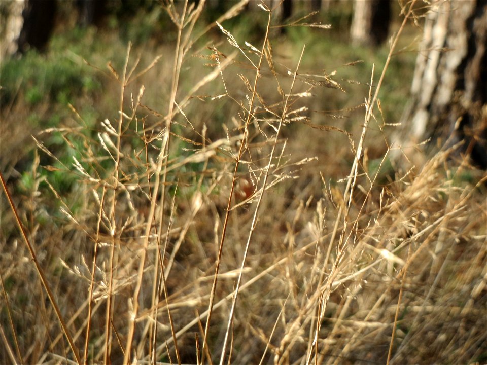 Rotes Straußgras (Agrostis capillaris) im Schwetzinger Hardt