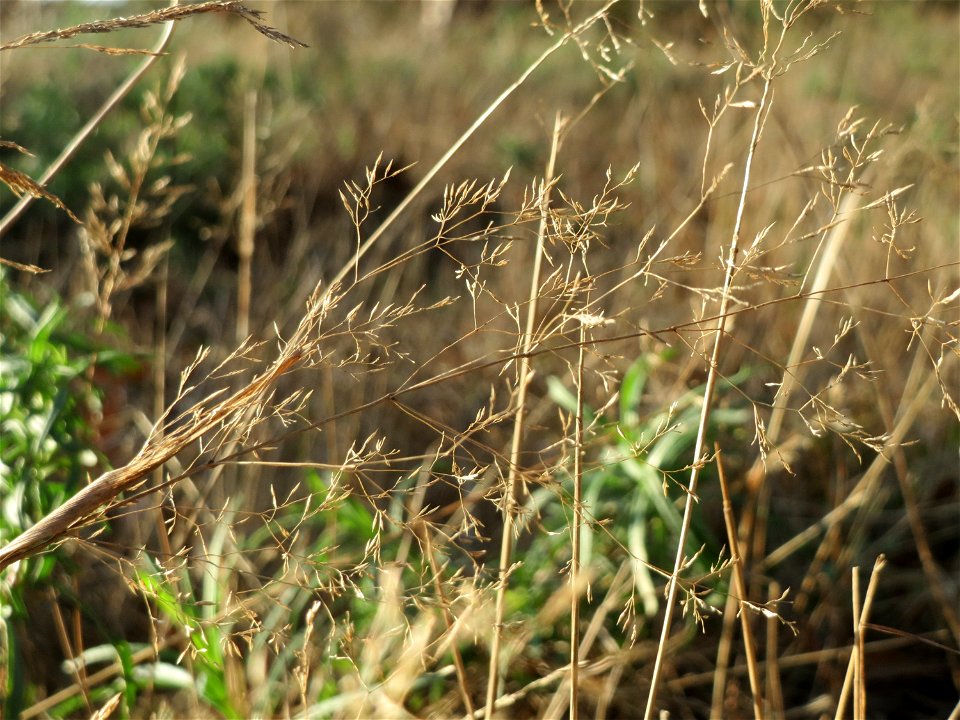 Rotes Straußgras (Agrostis capillaris) im Schwetzinger Hardt