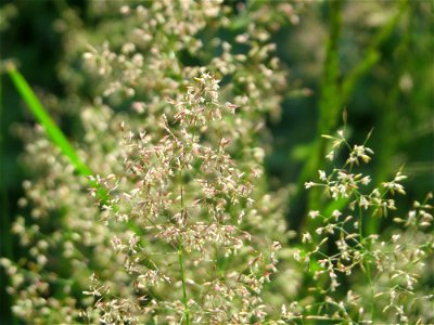 Rotes Straußgras (Agrostis capillaris) im Neuenheimer Feld in Heidelberg