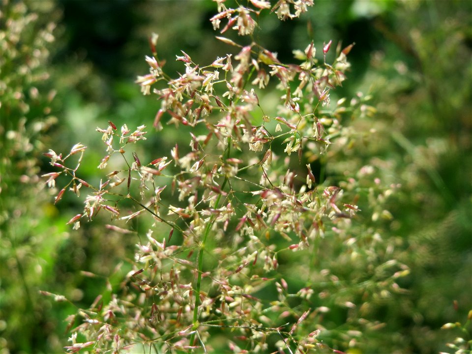 Rotes Straußgras (Agrostis capillaris) im Neuenheimer Feld in Heidelberg