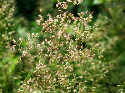 Rotes Straußgras (Agrostis capillaris) im Neuenheimer Feld in Heidelberg