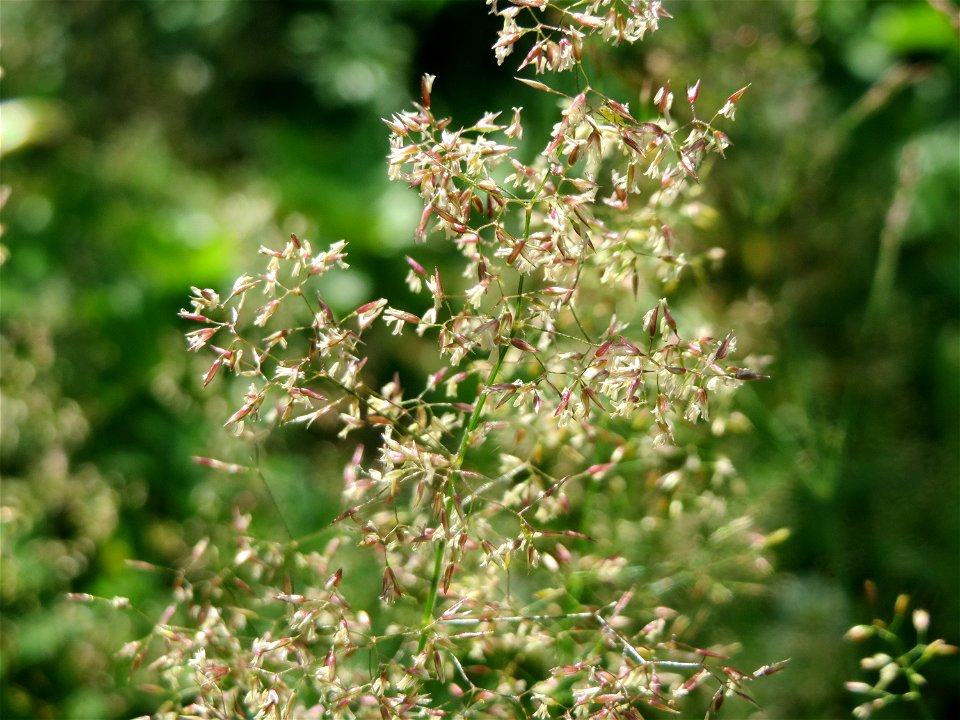 Rotes Straußgras (Agrostis capillaris) im Neuenheimer Feld in Heidelberg