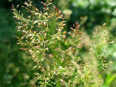 Rotes Straußgras (Agrostis capillaris) im Neuenheimer Feld in Heidelberg
