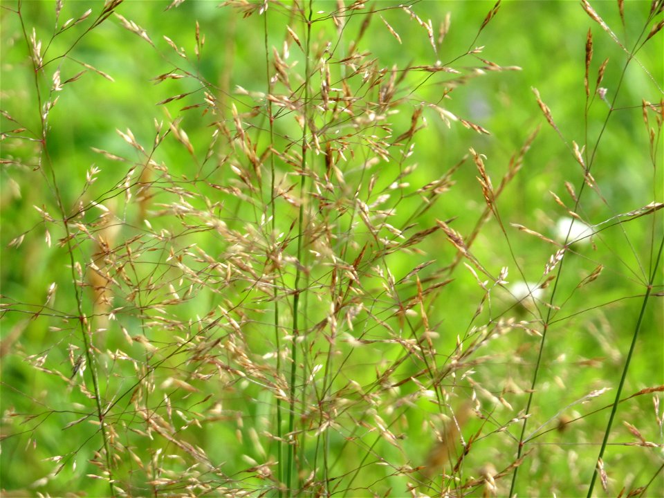 Rotes Straußgras (Agrostis capillaris) im Schwetzinger Hardt - an der Bahnstrecke Mannheim-Karlsruhe findet sich ein kleines Sandmagerrasen-Biotop mit typischer Binnendünen-Vegetation