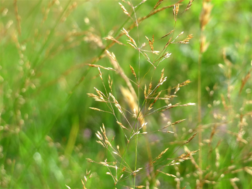 Rotes Straußgras (Agrostis capillaris) im Schwetzinger Hardt - an der Bahnstrecke Mannheim-Karlsruhe findet sich ein kleines Sandmagerrasen-Biotop mit typischer Binnendünen-Vegetation