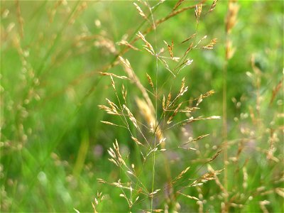 Rotes Straußgras (Agrostis capillaris) im Schwetzinger Hardt - an der Bahnstrecke Mannheim-Karlsruhe findet sich ein kleines Sandmagerrasen-Biotop mit typischer Binnendünen-Vegetation