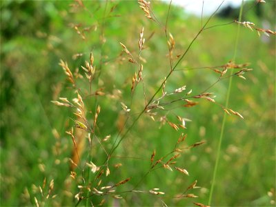 Rotes Straußgras (Agrostis capillaris) im Schwetzinger Hardt - an der Bahnstrecke Mannheim-Karlsruhe findet sich ein kleines Sandmagerrasen-Biotop mit typischer Binnendünen-Vegetation