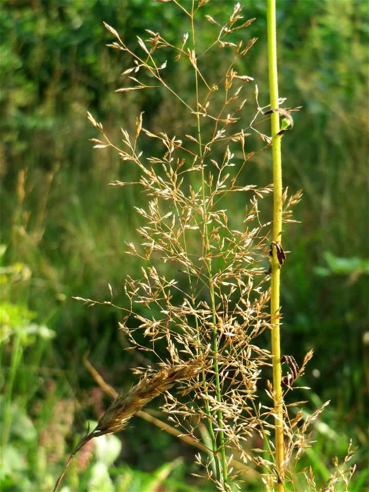 Rotes Straußgras (Agrostis capillaris) im Schwetzinger Hardt - an der Bahnstrecke Mannheim-Karlsruhe findet sich ein kleines Sandmagerrasen-Biotop mit typischer Binnendünen-Vegetation