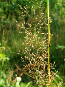 Rotes Straußgras (Agrostis capillaris) im Schwetzinger Hardt - an der Bahnstrecke Mannheim-Karlsruhe findet sich ein kleines Sandmagerrasen-Biotop mit typischer Binnendünen-Vegetation