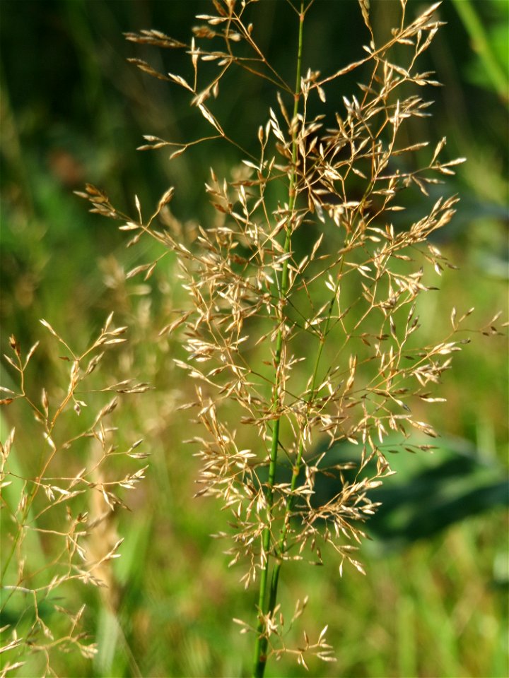 Rotes Straußgras (Agrostis capillaris) im Schwetzinger Hardt - an der Bahnstrecke Mannheim-Karlsruhe findet sich ein kleines Sandmagerrasen-Biotop mit typischer Binnendünen-Vegetation