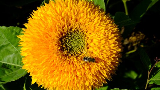 Flower bloom mood