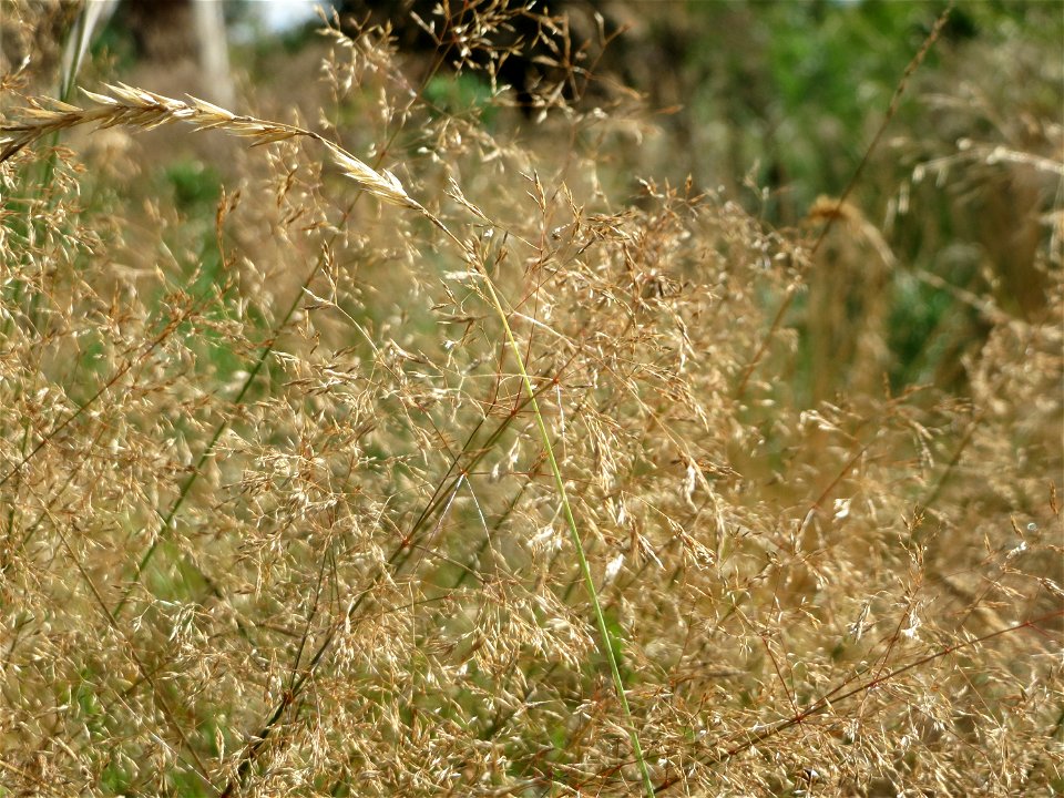 Rotes Straußgras (Agrostis capillaris) auf einer Rodungsfläche mit natürlicher Waldverjüngung im Schwetzinger Hardt