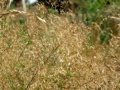 Rotes Straußgras (Agrostis capillaris) auf einer Rodungsfläche mit natürlicher Waldverjüngung im Schwetzinger Hardt