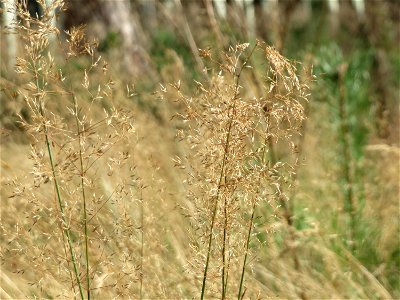 Rotes Straußgras (Agrostis capillaris) auf einer Rodungsfläche mit natürlicher Waldverjüngung im Schwetzinger Hardt