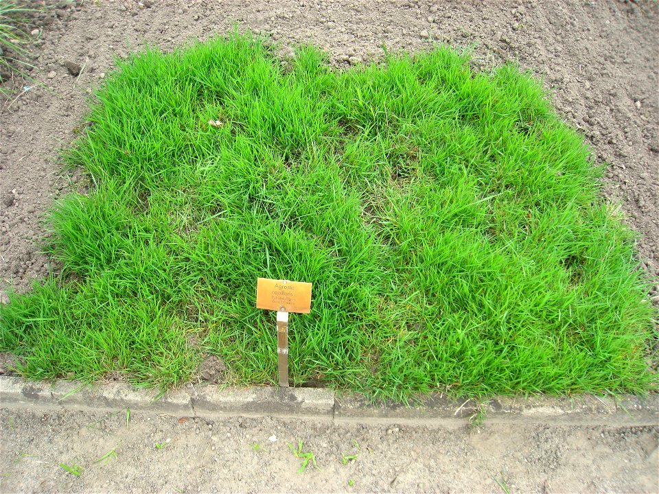 Agrostis capillaris specimen in the Botanischer Garten, Berlin-Dahlem (Berlin Botanical Garden), Berlin, Germany.