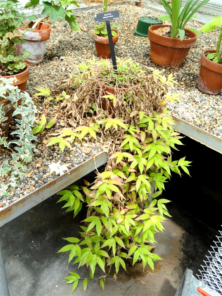 Botanical specimen in the Margaret C. Ferguson Greenhouses, Wellesley College Botanic Gardens, Wellesley College, Wellesley, Massachusetts, USA.