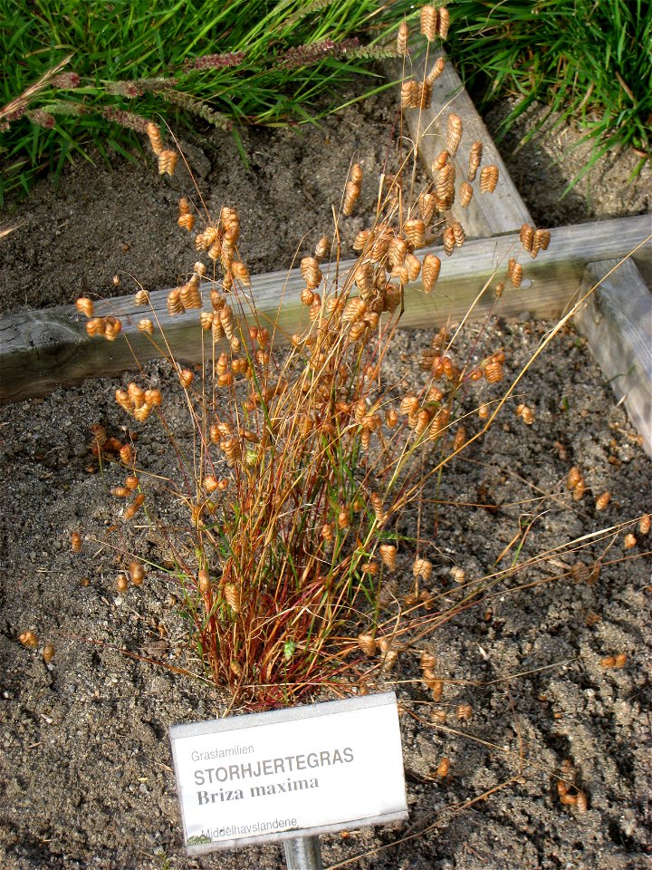 Briza maxima - Oslo botanical garden, Oslo, Norway.