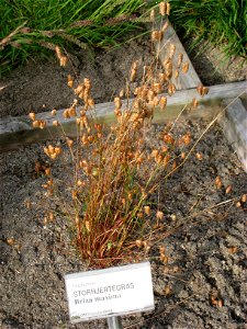 Briza maxima - Oslo botanical garden, Oslo, Norway.