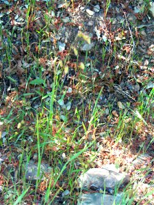 Briza maxima fruit, Dehesa Boyal de Puertollano, Spain