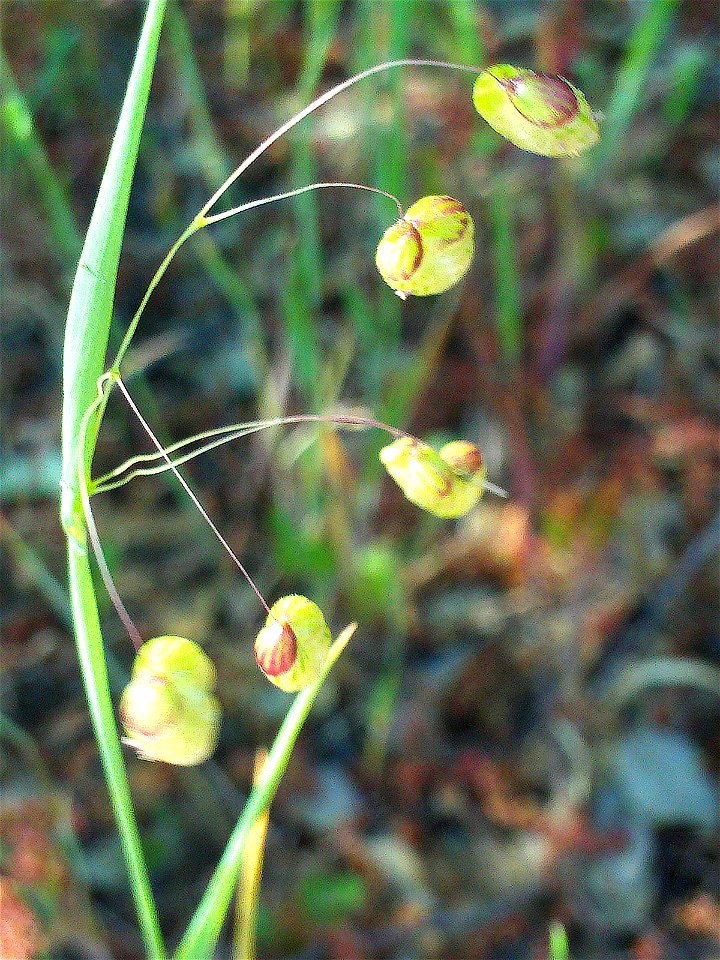 Briza maxima habit, Dehesa Boyal de Puertollano, Spain