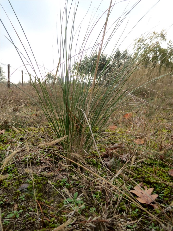 Schaf-Schwingel ? (Festuca ovina) im Naturschutzgebiet Hirschacker und Dossenwald