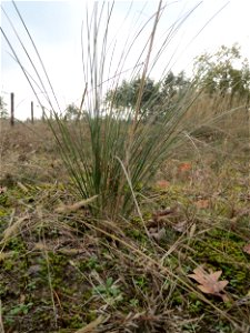 Schaf-Schwingel ? (Festuca ovina) im Naturschutzgebiet Hirschacker und Dossenwald