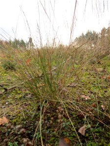 Schaf-Schwingel ? (Festuca ovina) im Naturschutzgebiet Hirschacker und Dossenwald