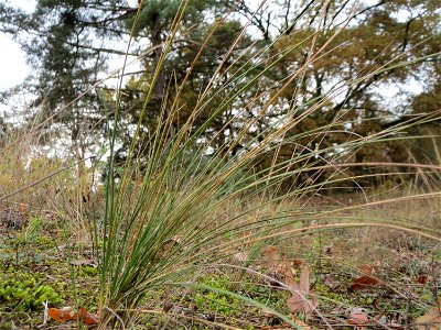 Schaf-Schwingel ? (Festuca ovina) im Naturschutzgebiet Hirschacker und Dossenwald