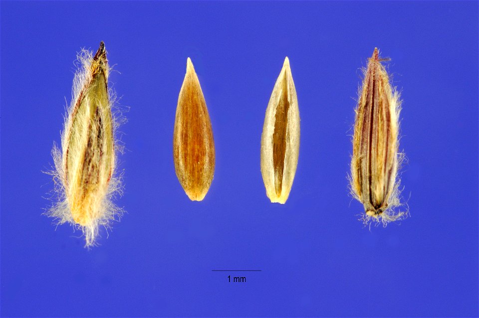 Digitgrass, Digitaria eriantha Steud. (syn. Digitaria decumbens)