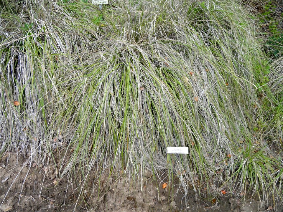 — deer grass.

Specimen in the University of California Botanical Garden, Berkeley, California, USA.