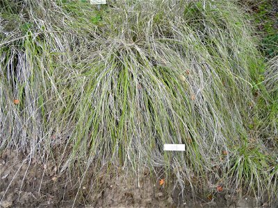 — deer grass. Specimen in the University of California Botanical Garden, Berkeley, California, USA. photo