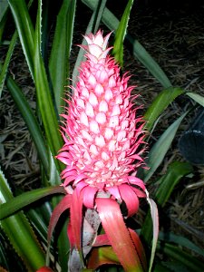 A pineapple at Eden Project photo