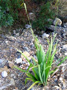 Carex pendula in Sierra Madrona habitat, Castile-La Mancha, Spain. photo