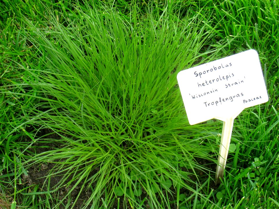 Sporobolus heterolepis specimen in the Botanischer Garten, Berlin-Dahlem (Berlin Botanical Garden), Berlin, Germany.