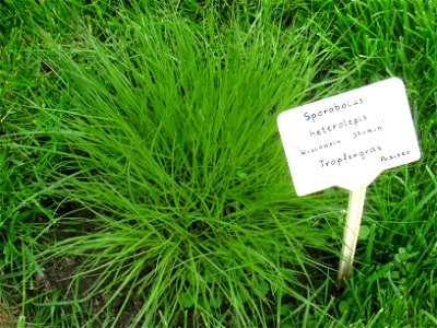 Sporobolus heterolepis specimen in the Botanischer Garten, Berlin-Dahlem (Berlin Botanical Garden), Berlin, Germany.