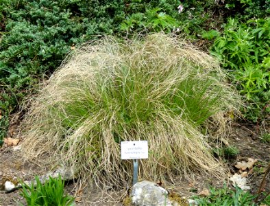 Sporobolus heterolepis specimen in the Botanischer Garten München-Nymphenburg, Munich, Germany.