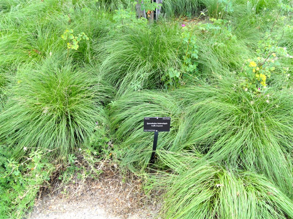 Sporobolus heterolepis. Botanical specimen in the Denver Botanic Gardens, 1007 York Street, Denver, Colorado, USA.